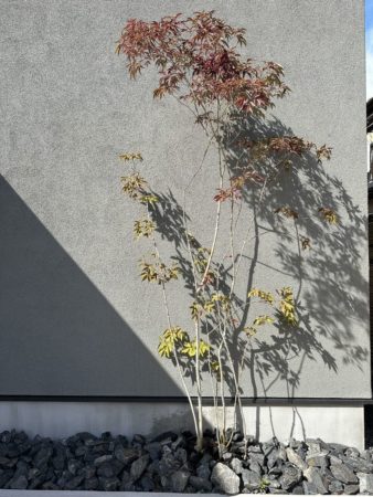 アオダモの紅葉