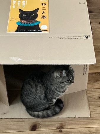 軒好きですか？