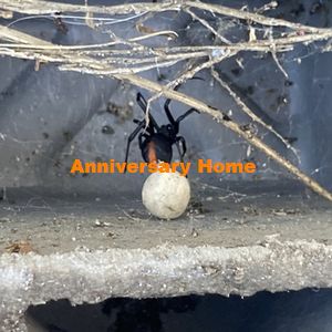 中西はＯＢ様の外構工事着手したって！