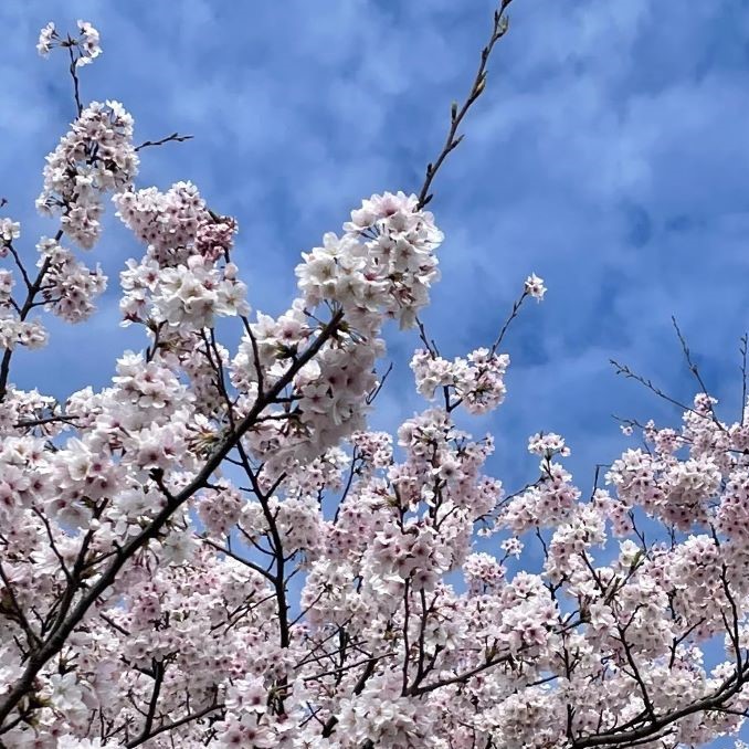 大好きな桜の季節