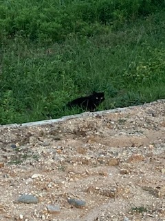 黒猫キターーーーーー